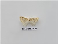 藏品(尺蛾573)的圖片